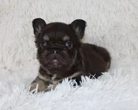 Jake, a male French Bulldog for sale in Shipshewana, IN – Photo 6 of 7