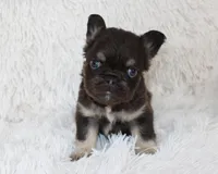 Jake, a male French Bulldog for sale in Shipshewana, IN – Photo 2 of 7