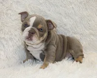 Indi Rose, a female English Bulldog for sale in Shipshewana, IN – 4 of 10