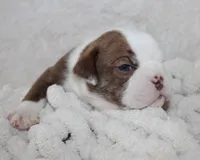 Hudson, a male English Bulldog for sale in Shipshewana, IN – 2 of 8