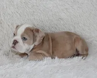 Kory, a male English Bulldog for sale in Shipshewana, IN – 4 of 9