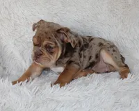 Kyah, a female English Bulldog for sale in Shipshewana, IN – 2 of 10