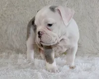 Hayes, a male English Bulldog for sale in Shipshewana, IN – 6 of 10