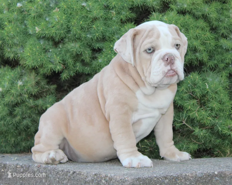 Kory – English Bulldog puppy for sale in Shipshewana, IN