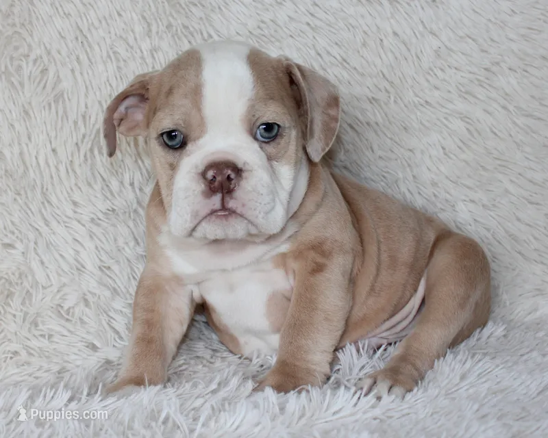 Kory – English Bulldog puppy for sale in Shipshewana, IN