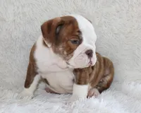 Hudson, a male English Bulldog for sale in Shipshewana, IN – 5 of 9