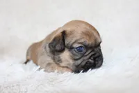 Letty, a female French Bulldog for sale in Shipshewana, IN – Photo 7 of 8