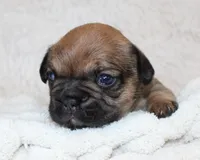 Letty, a female French Bulldog for sale in Shipshewana, IN – Photo 2 of 8