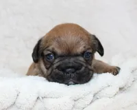 Letty, a female French Bulldog for sale in Shipshewana, IN – Photo 1 of 8