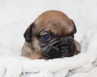 Letty, a female French Bulldog for sale in Shipshewana, IN – Photo 3 of 8