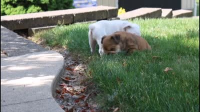 Zoey, a female English Bulldog for sale in Shipshewana, IN – 10 of 10