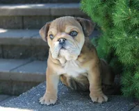 Zeus, a male English Bulldog for sale in Shipshewana, IN – 4 of 10