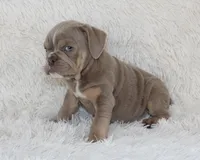 Kane, a male English Bulldog for sale in Shipshewana, IN – 7 of 9