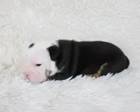 Niles, a male English Bulldog for sale in Shipshewana, IN – Photo 3 of 7