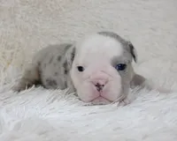 Nero, a male English Bulldog for sale in Shipshewana, IN – Photo 9 of 9