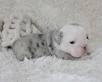 Nero, a male English Bulldog for sale in Shipshewana, IN – Photo 3 of 9