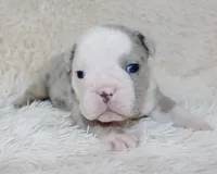 Nero, a male English Bulldog for sale in Shipshewana, IN – Photo 6 of 9