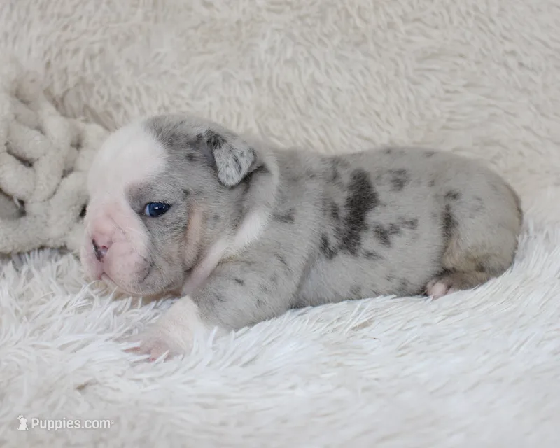 Nero – English Bulldog puppy for sale in Shipshewana, IN
