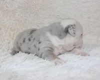 Nero, a male English Bulldog for sale in Shipshewana, IN – Photo 8 of 9