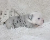 Nero, a male English Bulldog for sale in Shipshewana, IN – Photo 5 of 9