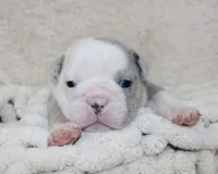 Nero, a male English Bulldog for sale in Shipshewana, IN – Photo 2 of 9