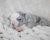 Nero, a male English Bulldog for sale in Shipshewana, IN – Photo 4 of 9