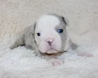 Nero, a male English Bulldog for sale in Shipshewana, IN – Photo 7 of 9