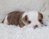 Henry, a male English Bulldog for sale in Shipshewana, IN – 6 of 10