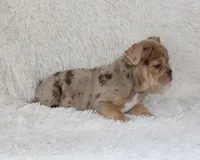 Kacy, a female English Bulldog for sale in Shipshewana, IN – 2 of 9