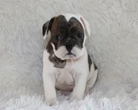 Harry, a male English Bulldog for sale in Shipshewana, IN – 10 of 10