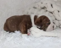 Hudson, a male English Bulldog for sale in Shipshewana, IN – 3 of 8