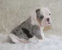 Hayes, a male English Bulldog for sale in Shipshewana, IN – 5 of 10
