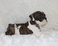 Harry, a male English Bulldog for sale in Shipshewana, IN – 6 of 10