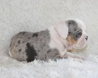 Hayes, a male English Bulldog for sale in Shipshewana, IN – 10 of 10