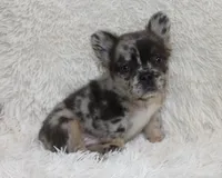 Patrick, a male French Bulldog for sale in Shipshewana, IN – 4 of 8