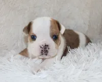 Henry, a male English Bulldog for sale in Shipshewana, IN – 4 of 10