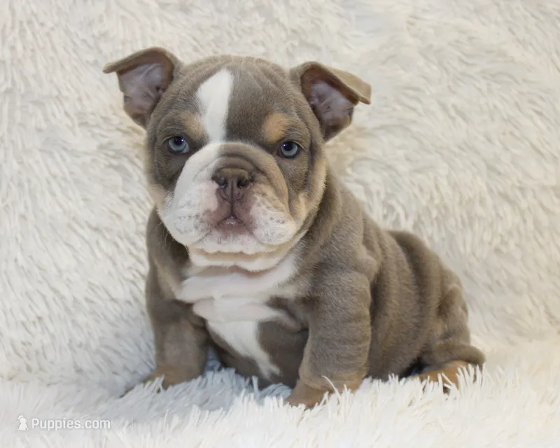 Indi Rose – English Bulldog puppy for sale in Shipshewana, IN