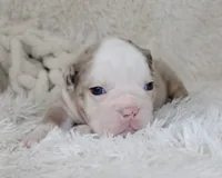 Nala, a female English Bulldog for sale in Shipshewana, IN – Photo 7 of 7