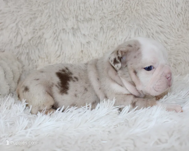 Nala – English Bulldog puppy for sale in Shipshewana, IN