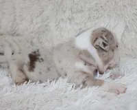 Nala, a female English Bulldog for sale in Shipshewana, IN – Photo 4 of 7