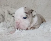 Nala, a female English Bulldog for sale in Shipshewana, IN – Photo 5 of 7