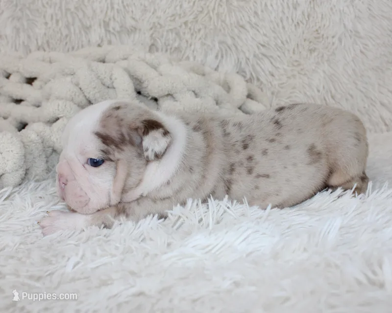 Nala – English Bulldog puppy for sale in Shipshewana, IN
