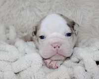 Nala, a female English Bulldog for sale in Shipshewana, IN – Photo 2 of 7