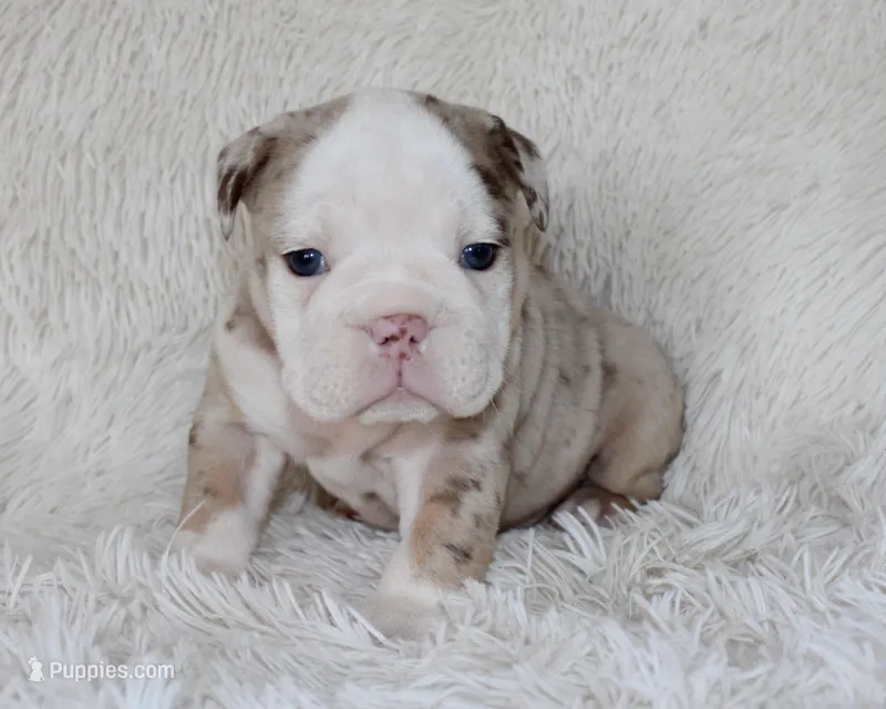 Nala – English Bulldog puppy for sale in Shipshewana, IN