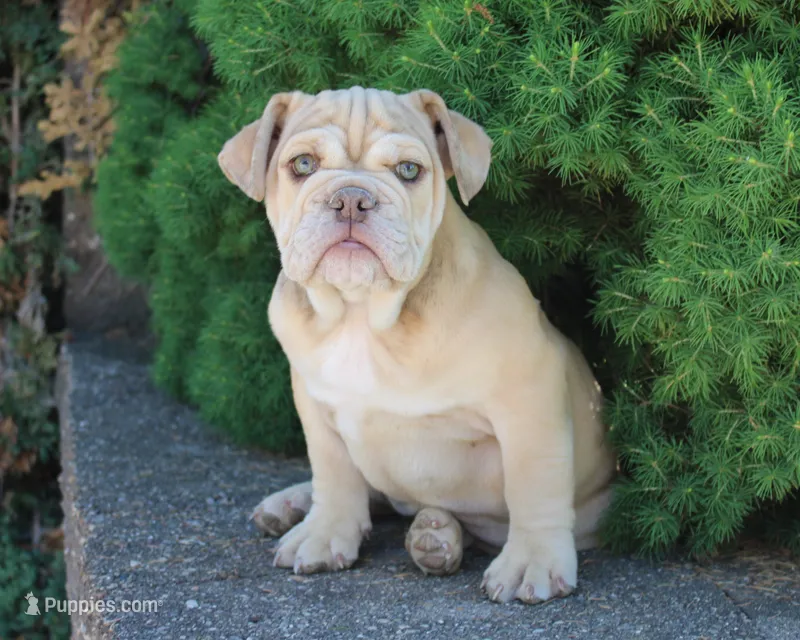 Karis – English Bulldog puppy for sale in Shipshewana, IN