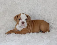 Kallie, a female English Bulldog for sale in Shipshewana, IN – 10 of 10