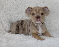 Kacy, a female English Bulldog for sale in Shipshewana, IN – 5 of 9