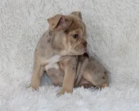 Kacy, a female English Bulldog for sale in Shipshewana, IN – 8 of 9