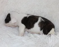 Harry, a male English Bulldog for sale in Shipshewana, IN – 3 of 9