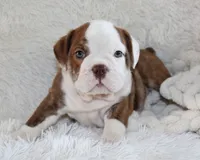 Hudson, a male English Bulldog for sale in Shipshewana, IN – 2 of 9